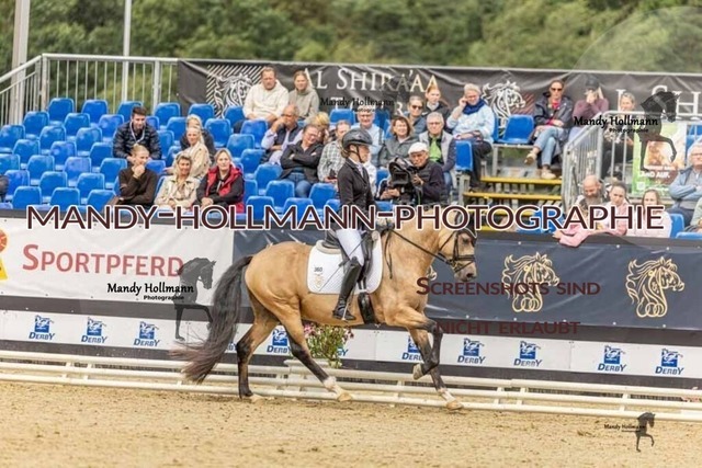 30-8-26 4j Hengste-283 | mandyhollmannphotographie