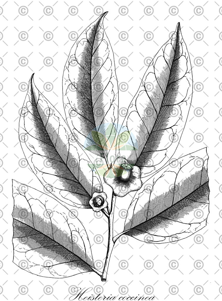 HistAbb_wfo-0000834478_1_ENZY_Simple | Historische Abbildung von Heisteria coccinea - Olacaceae | Historical Illustration of Heisteria coccinea - Olacaceae