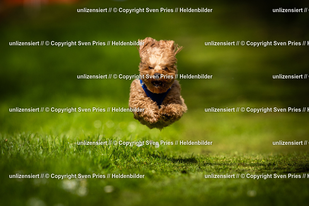 Sven Pries | 2025-04-13 - Hunderennen Baden-Baden - Realisiert mit Pictrs.com