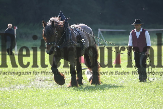 Marbach_2024_LP-Ziehen und Fahren_KN_16_Onac van de Michaelhoeve van Vlaams-Brab (55) | Alle Fotos der Reiterjournal Fotografin Doris Matthaes im Reiterjournal Online-Fotoshop. - Realizado com Pictrs.com