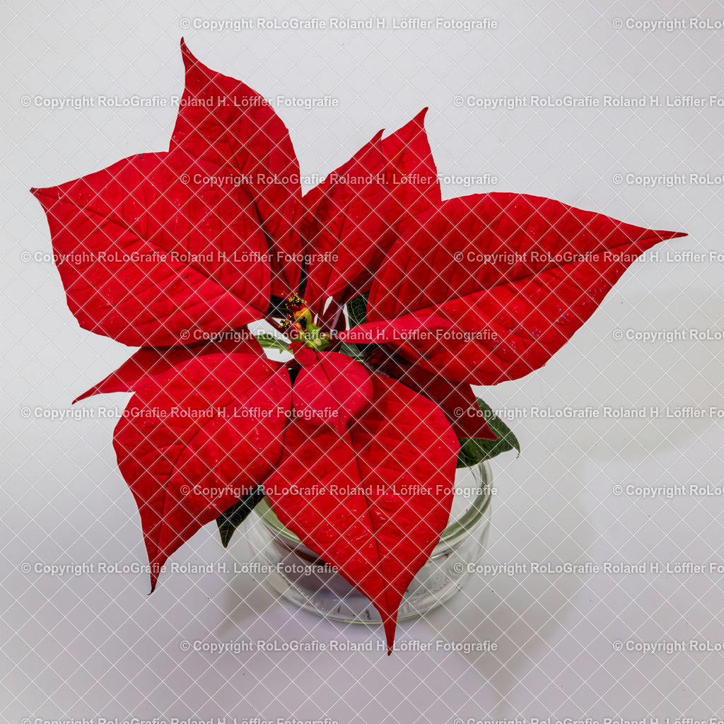 20241221_Weihnachtsstern-5 | Weihnachtsstern - Realisiert mit Pictrs.com