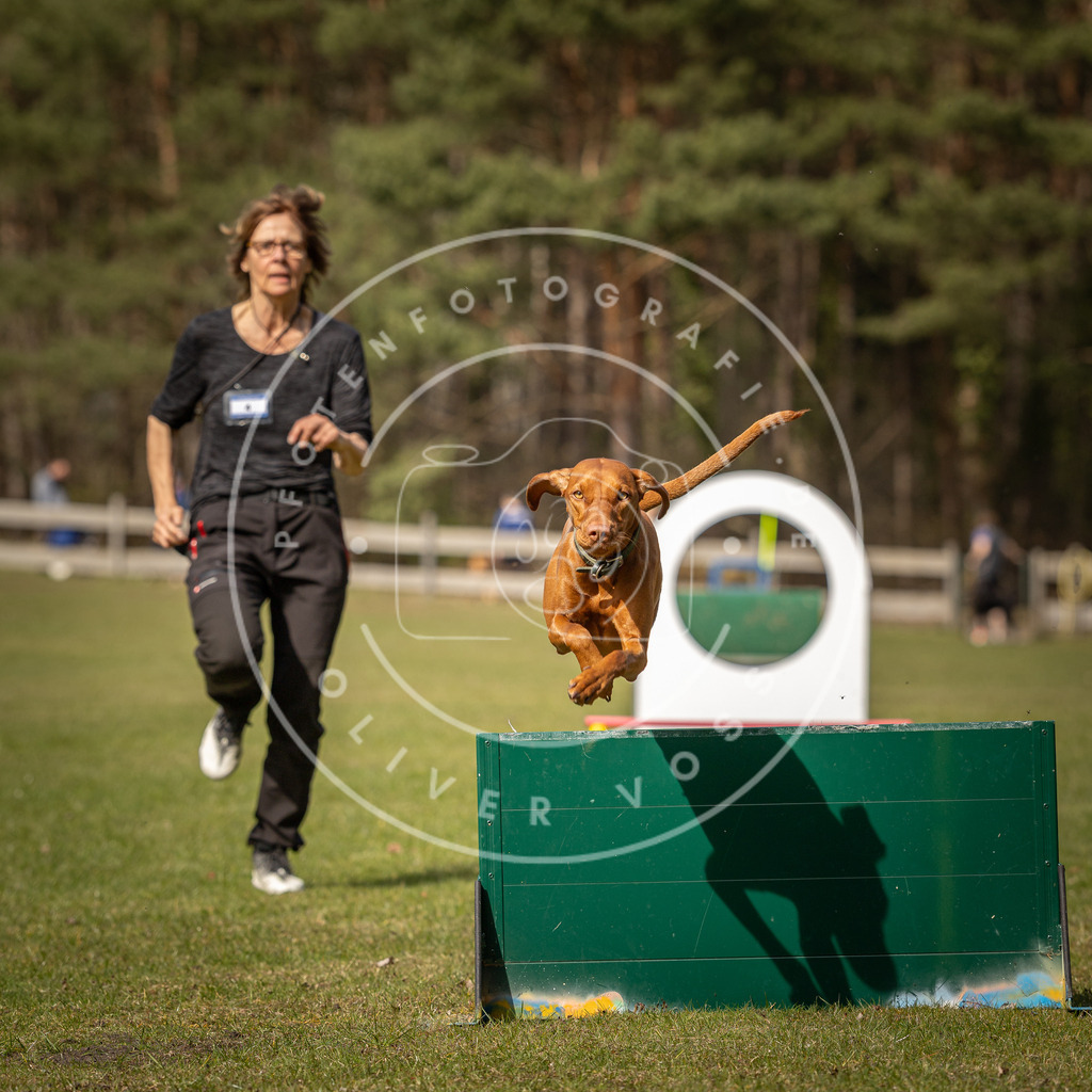 Pfotenfotografie_DV3A0239 | Hundefotografie, Tierfotograf, Pfotenfotografie, Fotoshooting Hund, Hunde Portrait, Hundesport, Hundeportraits, Heideshooting, Hunde, Sportfotograf, Hundefotograf, Turnierhundsport, THS,  - Realisiert mit Pictrs.com