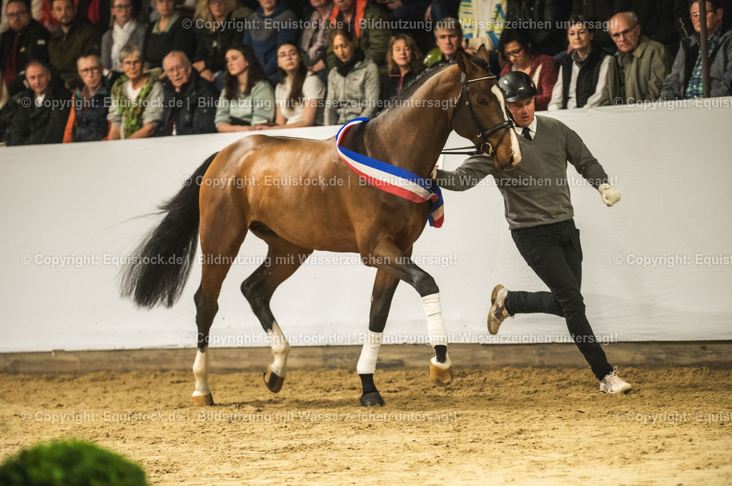 20240302_Hengstvorstellung_Marbach_TOMsPiC_0453-2 | equistock