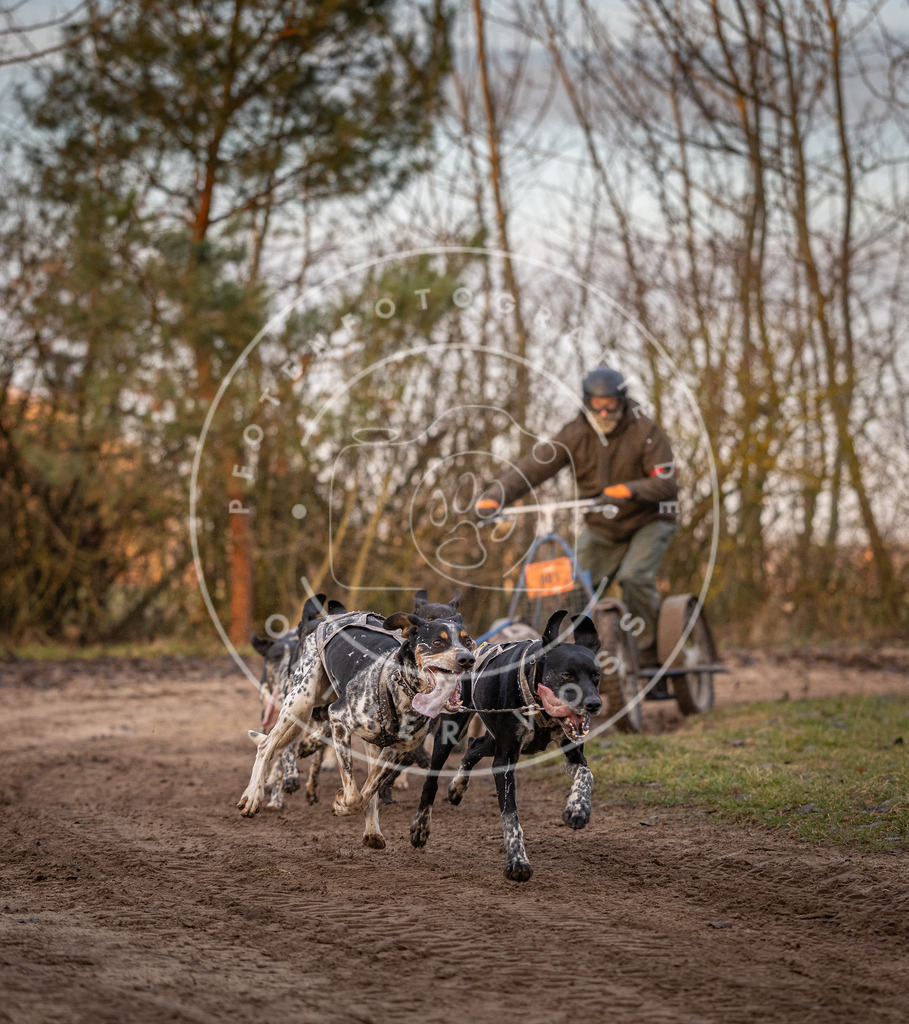 Pfotenfotografie_DV3A5882 | Hundefotografie, Tierfotograf, Pfotenfotografie, Fotoshooting Hund, Hunde Portrait, Hundesport, Hundeportraits, Heideshooting, Hunde, Sportfotograf, Hundefotograf, Turnierhundsport, THS,  - Realisiert mit Pictrs.com