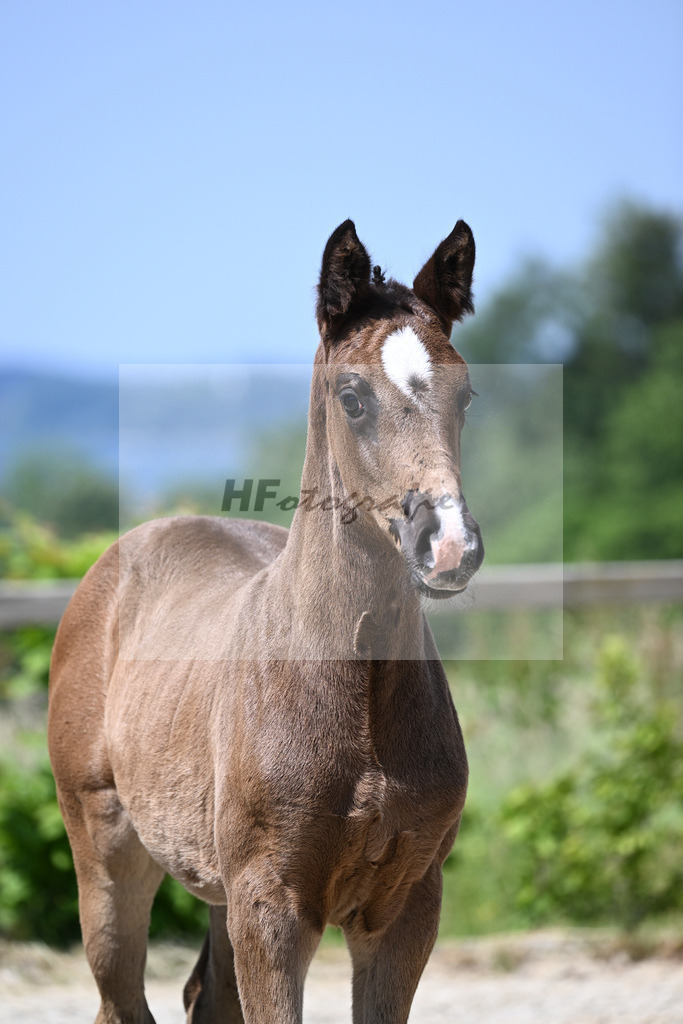 Kat-Nr. 11 SF Esperanto_Buehler_15230234 | hf-fotografie - Realizzato con Pictrs.com