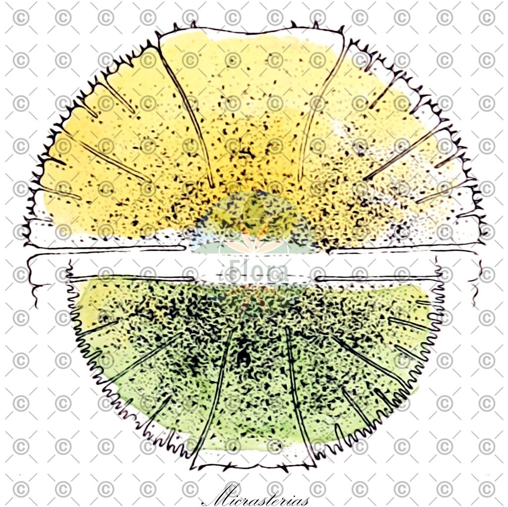 HistAbb_63B8Z_1_ENZY_Simple | Historische Abbildung von Micrasterias - Desmidiaceae (0) | Historical Illustration of Micrasterias - Desmidiaceae (0)