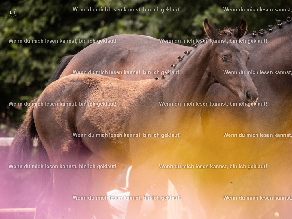 A10I7023 | photographylinaismer - Realisiert mit Pictrs.com