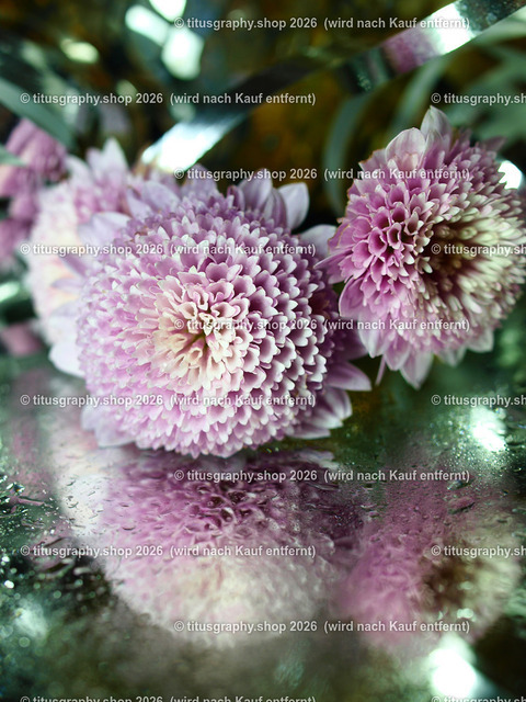 titusgraphy_PC101831-vz-ln | titusgraphy-shop: Geschenkideen mit Qualitätsfotos. titusgraphy-shop: gift ideas with quality photos. titusgraphy-shop: idées cadeaux avec photos de qualité.  - Realisiert mit Pictrs.com