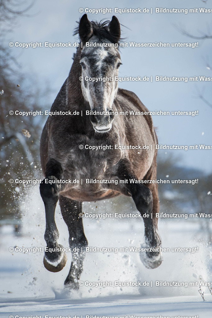 20160117_Galoppierender_Schimmel_im_Schnee_0002 | equistock