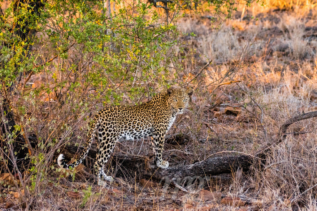 Leopard auf Safari im Krüger Nationalpark | Beautiful Leopard on Safari in Krüger National Park - Realisiert mit Pictrs.com