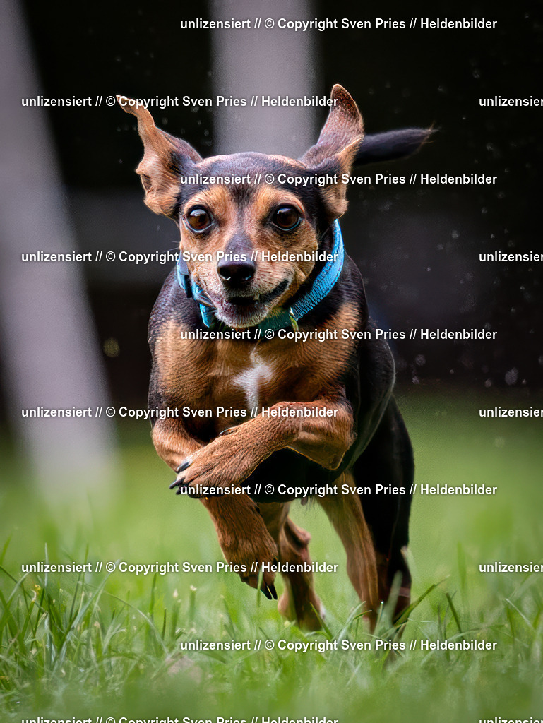 Sven Pries | 2024-10-19 - Hunderennen Ober-Grombach - Realisiert mit Pictrs.com