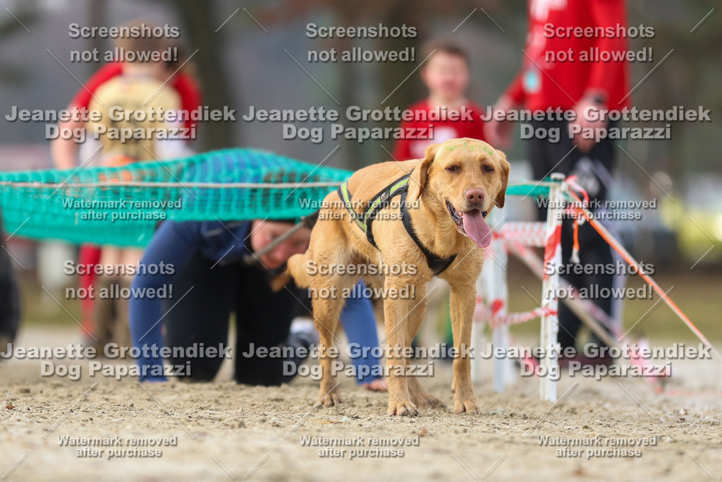 Dog Paparazzi - Strongdog North Mrz26-4206 | Dog Paparazzi Jeanette Grottendiek Fotografie & Videografie - Realisiert mit Pictrs.com
