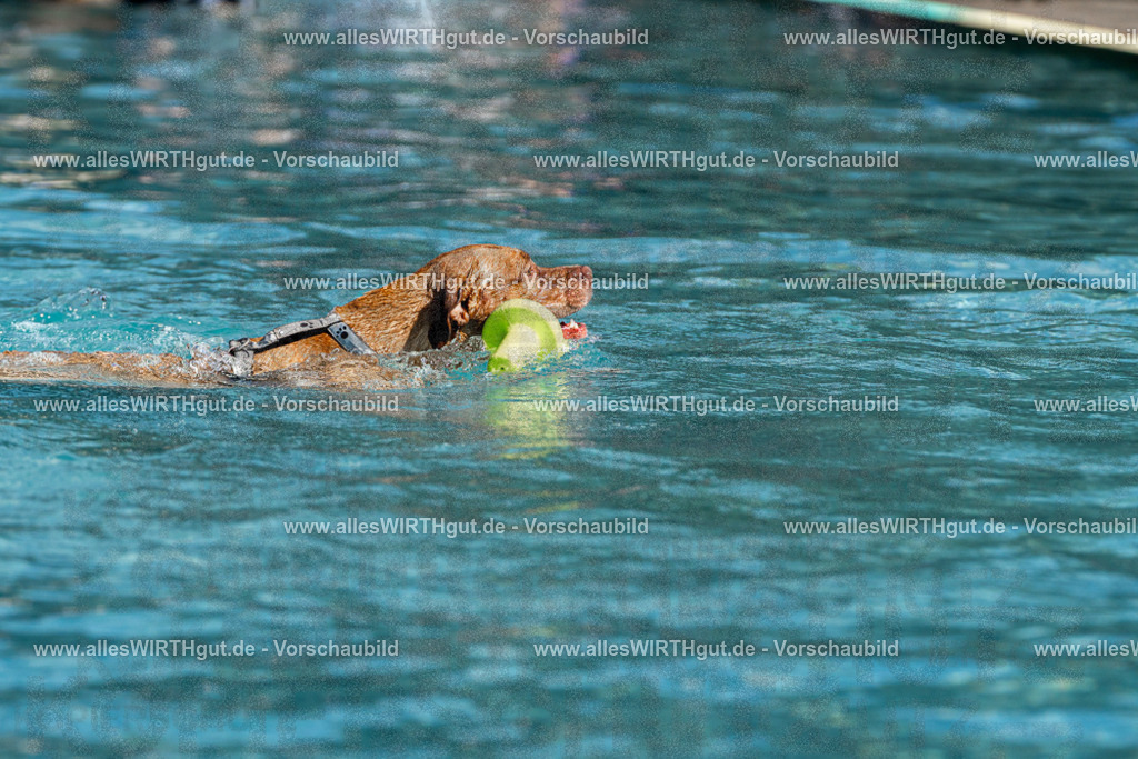 Hundeschwimmen_Volksbad_2026-allesWIRTHgut_Tierfotografie-2609061217-FAY06431 | Professionelle Tierfotografie in Mönchengladbach von Daniel Wirth (allesWIRTHgut). Liebevolle & natürliche Bilder von Hunden & Katzen für unvergessliche Erinnerungen.