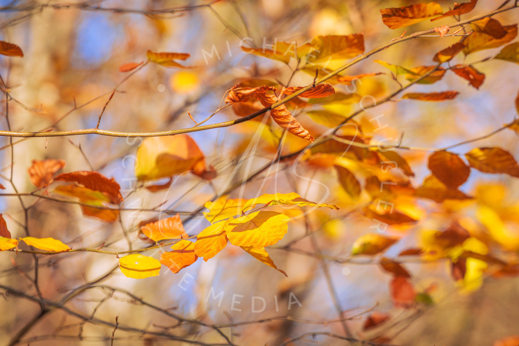 2025-10-30 Herbst Baerenseen Stuttgart 009 | Schwotte Media - Realisiert mit Pictrs.com