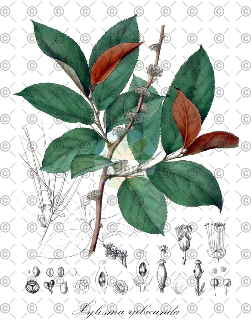 HistAbb_wfo-0000612760_2_ENZY_Simple | Historische Abbildung von Xylosma rubicunda - Salicaceae | Historical Illustration of Xylosma rubicunda - Salicaceae