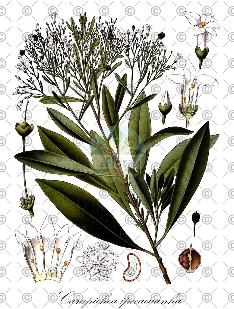 HistAbb_wfo-0000336046_5_ENZY_Simple | Historische Abbildung von Carapichea ipecacuanha - Rubiaceae | Historical Illustration of Carapichea ipecacuanha - Rubiaceae