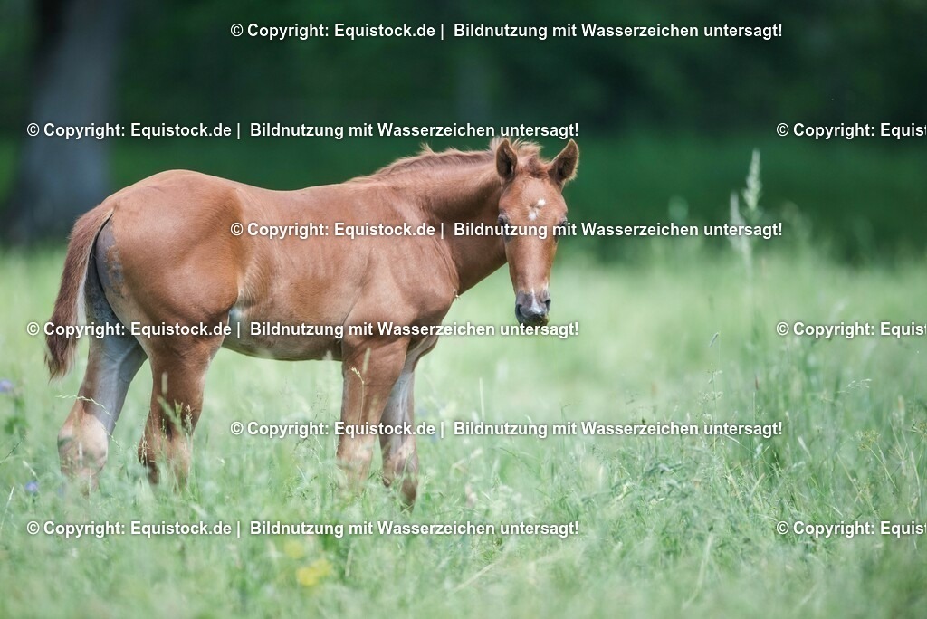 20210617_Fohlen_0399 | Foto: Thomas Hartig