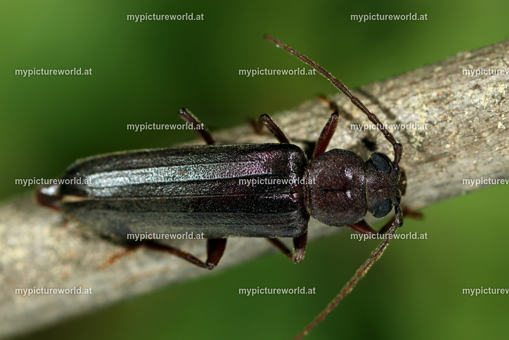 Arhopalus rusticus-005 | Das Bilderarchiv über Tiere, Planzen und Landschaften. In der Bilddatenbank finden Sie ein große Auswahl an hochwertigen Bilder für Ihre Werbung - Realisiert mit Pictrs.com