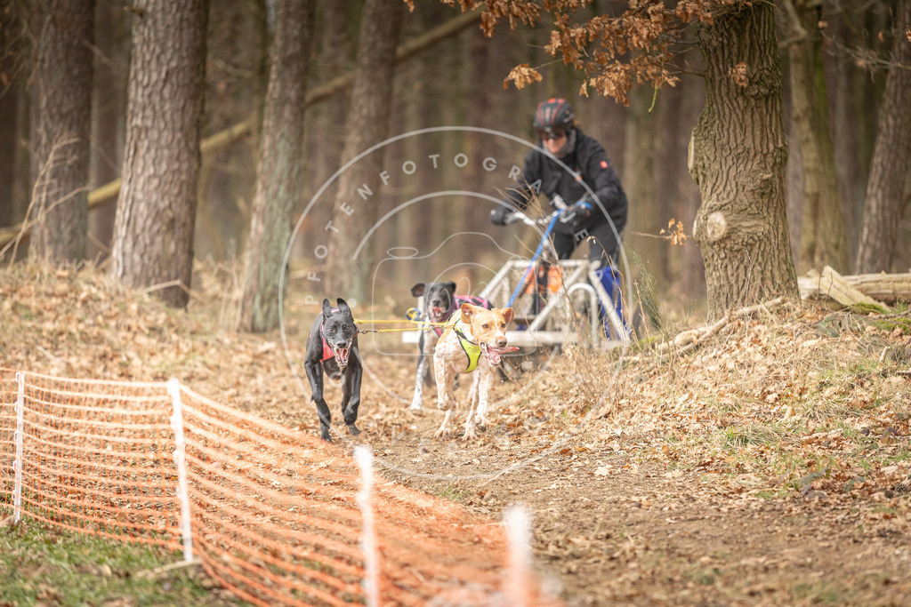 Pfotenfotografie_DV3A4781 | Hundefotografie, Tierfotograf, Pfotenfotografie, Fotoshooting Hund, Hunde Portrait, Hundesport, Hundeportraits, Heideshooting, Hunde, Sportfotograf, Hundefotograf, Turnierhundsport, THS,  - Realisiert mit Pictrs.com