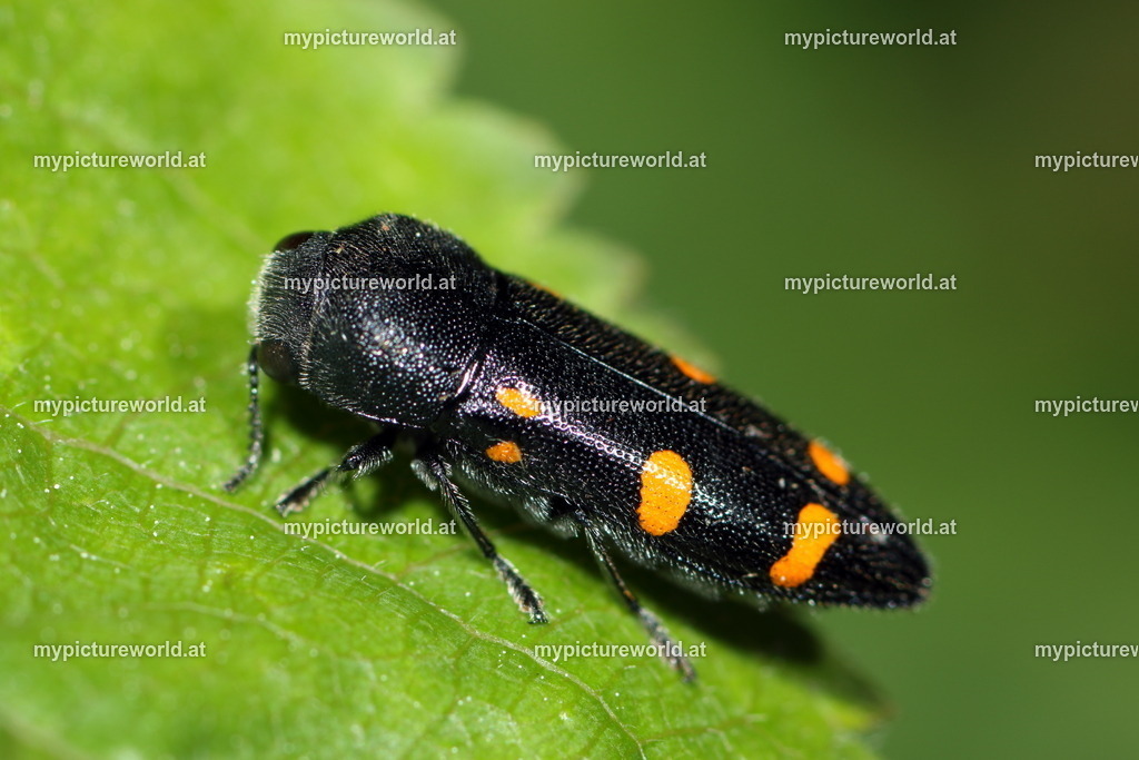 Ptosima undecimmaculata undecimmaculata-018 | Das Bilderarchiv über Tiere, Planzen und Landschaften. In der Bilddatenbank finden Sie ein große Auswahl an hochwertigen Bilder für Ihre Werbung - Realized with Pictrs.com