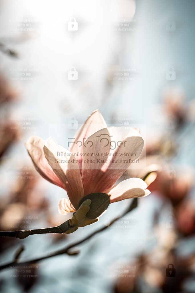 Magnolie im Sonnenlicht – Frühling in zarten Farben | Zarte Blütenblätter im Spiel mit dem Licht: Diese Magnolie öffnet sich im warmen Schein der Sonne und strahlt Leichtigkeit, Ruhe und Eleganz aus.Ein stilles Frühlingsmotiv voller Harmonie – perfekt für alle, die natürliche Schönheit und sanfte Farben lieben. - Realisiert mit Pictrs.com