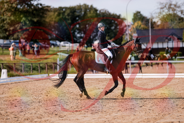 2026_10_03_Siefer-Hof_123138_Z81_30065147 | Professionelle Reitsport-, Turnier- und Eventfotografie von Robert Broda. Galerien mit ausgewählten und bearbeiteten Bildern direkt online ansehen und bestellen.