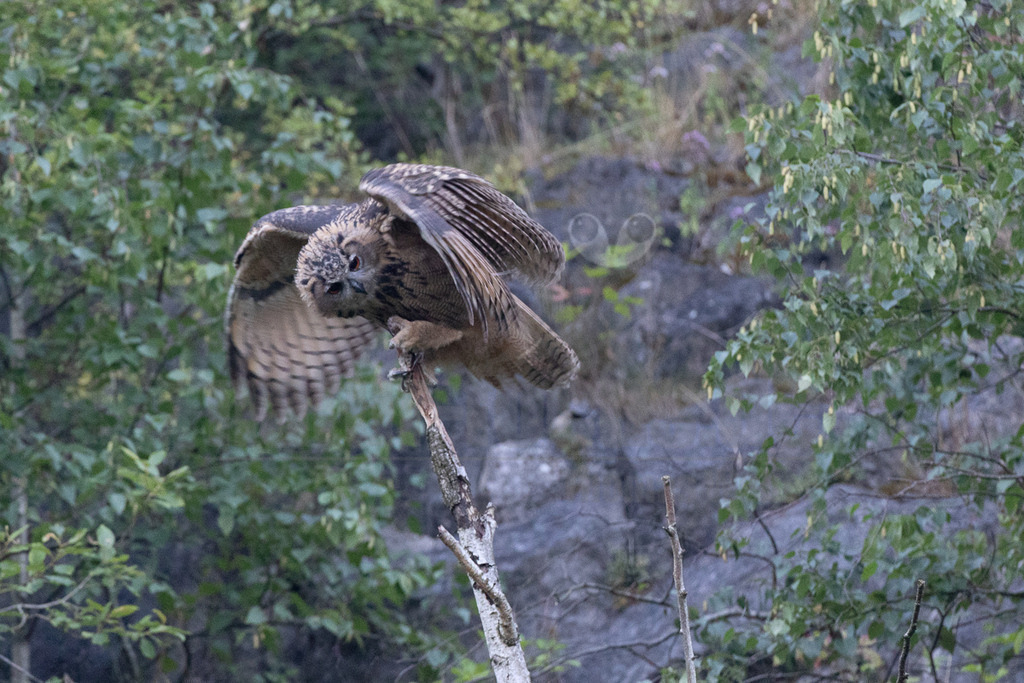 R6NF8758_20240720 | Der Uhu ist die größte europäische Eulenart. Nachdem er lange bejagt wurde, entspannt sich die Situation mittlerweile wieder aufgrund strenger Naturschutzgesetze und einiger Auswilderungsprojekte. Der Uhu brütet in unterschiedlichen Landschaften und ist streng nachtaktiv. Ein markantes Merkmal sind die großen Federohren, die je nach Laune hoch aufgestellt oder angelegt werden können. - Realisiert mit Pictrs.com