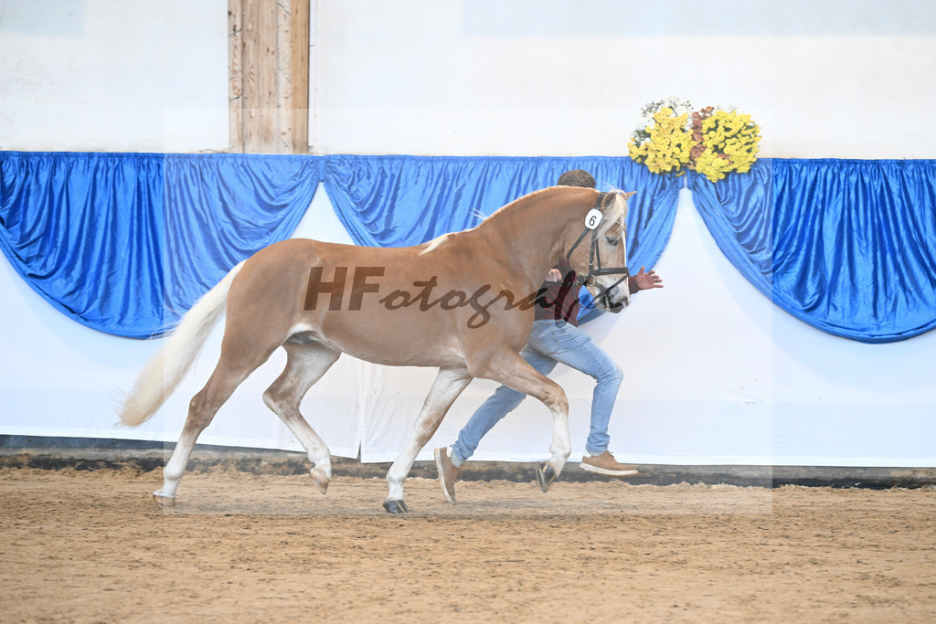 Kat-Nr. 6 nn v. Steingold_Zuchtstaette Isarblick Dressler_48250840 | hf-fotografie - Realisiert mit Pictrs.com