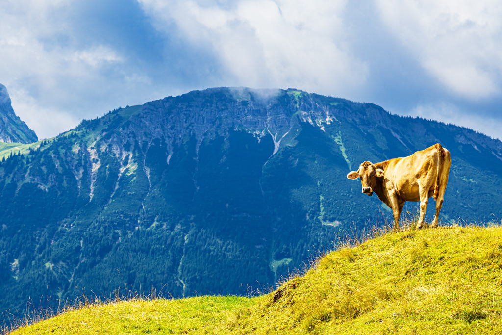Kuh auf dem Isenberch mit dem Breitenberg im Hintergrund | Kuh auf dem Isenberch mit dem Breitenberg im Hintergrund.