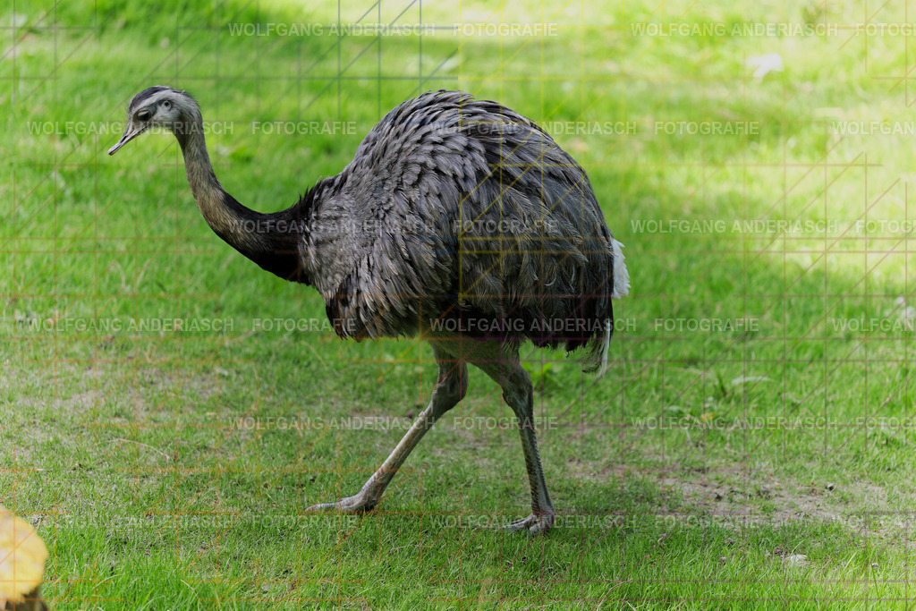 253L1388_wa | Ein stiller Moment im Opel Zoo: Der Blick des Tieres erzählt von Gelassenheit, Präsenz und Nähe. Ungestellt, ruhig und auf Augenhöhe fotografiert – ein Augenblick, der bleibt. - Realisiert mit Pictrs.com