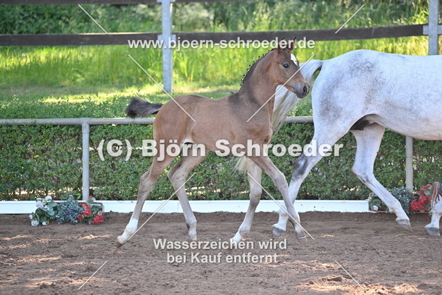 19_Quaterback - Belantis I_758_8219 | Björn Schroeder Pferdefotografie