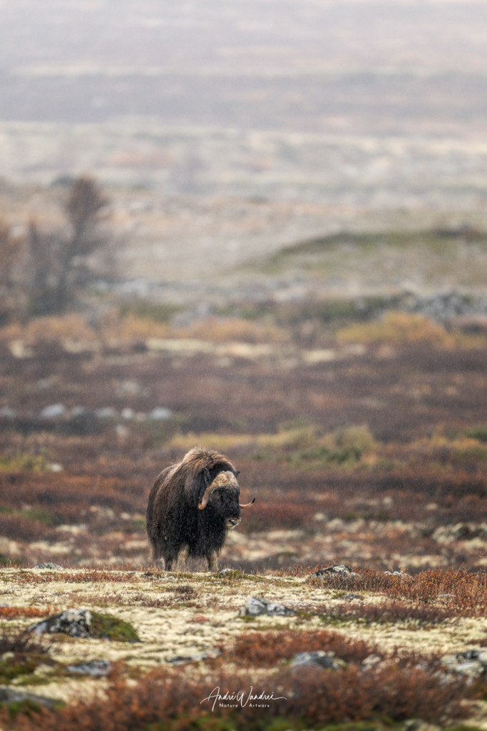 Der Atem der Tundra | Andre Wandrei - Nature Artworx - Realisiert mit Pictrs.com