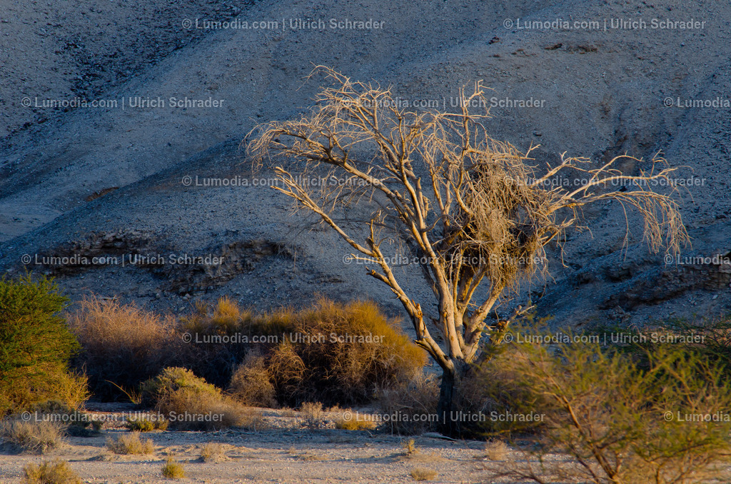 10972-10299 - Negev-Wüste _ Israel | max. Bildgröße A3 | 300dpi - Realisiert mit Pictrs.com