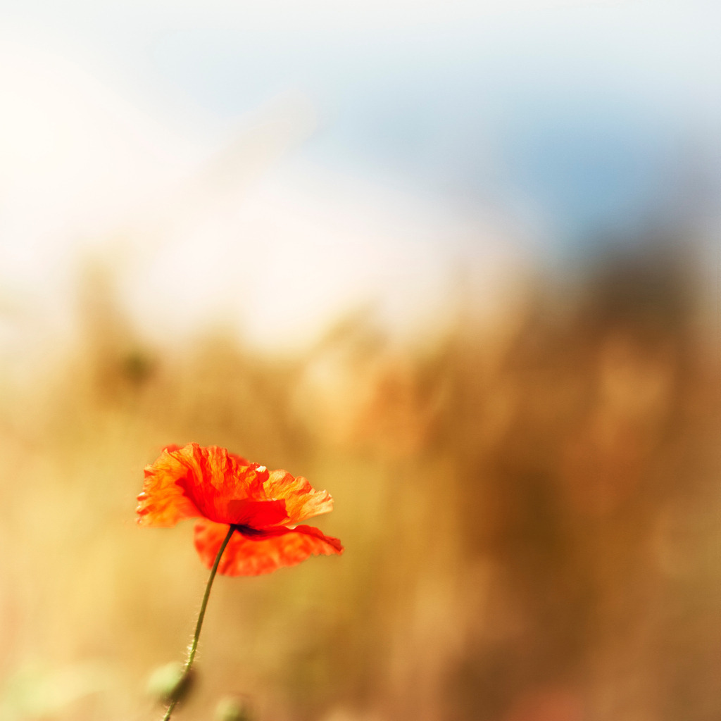 50x50cm_LSC45991 | Das Ostsee Atelier, enthält preisgekrönte Fotografien des Künstlers Holger Martens. Dünenbilder, Strandfotos, Ostseebilder, Fotografien vom Meer.