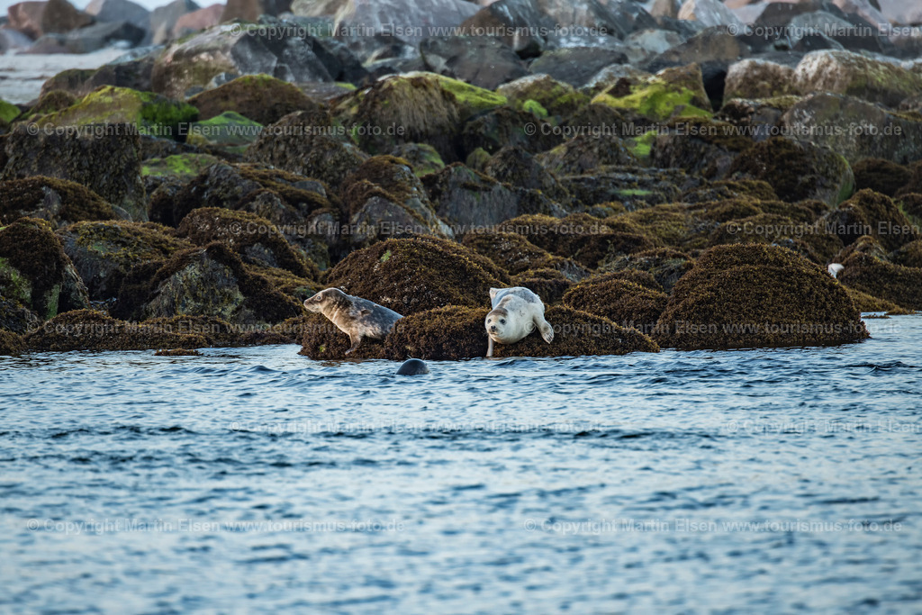 Helgoland Düne Robben_ELS_3583030818 | Helgoland - Aufnahmedatum: 03.08.2018, Aufnahmehöhe:  m, Koordinaten:  - , Bildgröße: 6757 x  4505 Pixel - Copyright 2018 by Martin Elsen, Kontakt: Tel.: +49 157 74581206, E-Mail: info@schoenes-foto.deSchlagwörter:Schleswig-Holstein,Landkreis Pinneberg,Düne,Hochseeinsel,Börteboote,Meer,Küste,Halunder,Oberland,Unterland,Strand,Seehunde,Robben,Lange Anna,Felsen,Roter Felsen,Luftbild,Luftbilder,Bastölpel - Realisiert mit Pictrs.com