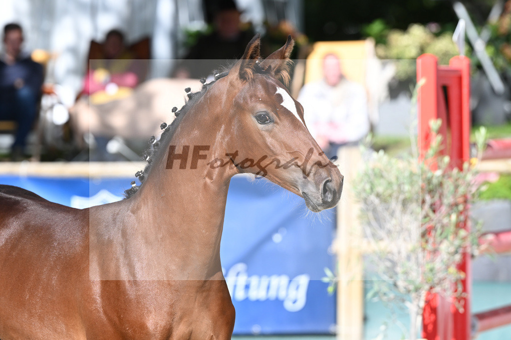 Fohlenauktion Next Chance_49220177 | hf-fotografie - Realisiert mit Pictrs.com