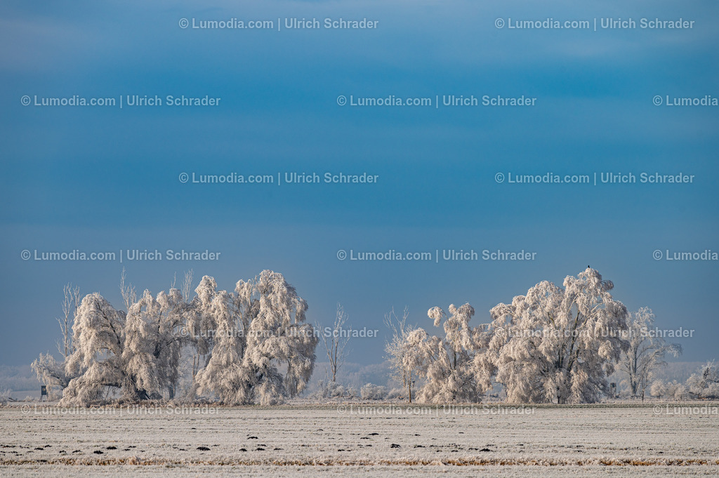10049-13476 - Winterzauber im Großen Bruch | Stockfoto und Bilderpool mit Bildmaterial aus Deutschland, dem Harz, Halberstadt, Quedlinburg, Wernigerode und weltweit. Qualitativ hochwertige und professionelle Fotos anschauen und kaufen. - Realisiert mit Pictrs.com