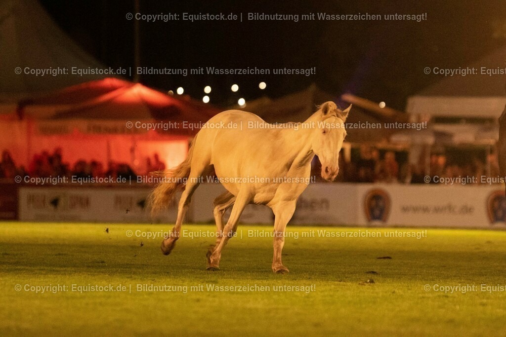 20230526_Pferdenacht_1468 | equistock
