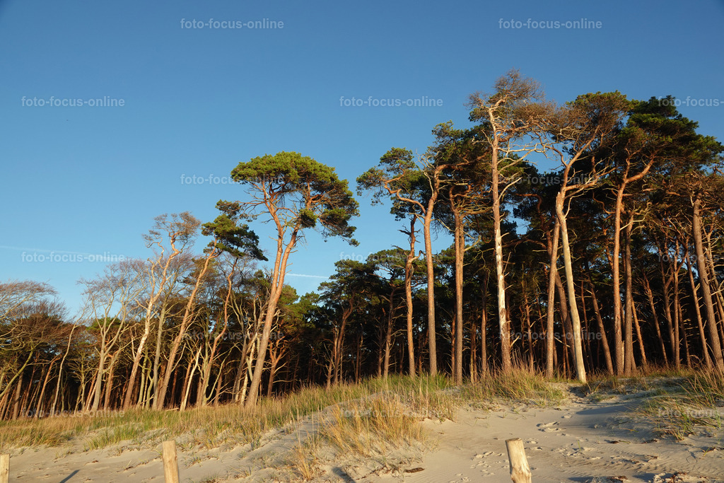 Wind-swept trees in late autumn | foto-focus-online
