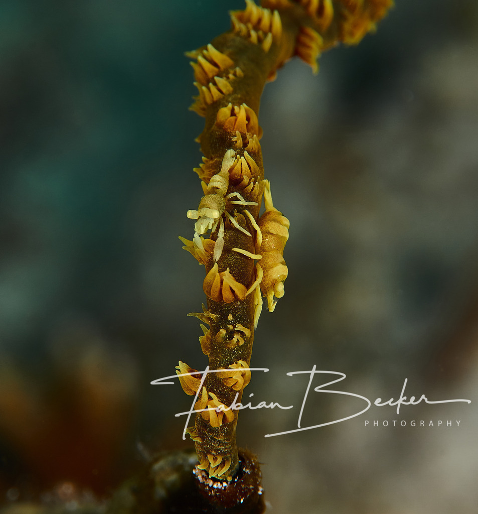 Das kleine Paar | Einzigartige Wandbilder von faszinierenden Unterwasserwelten. Exklusive Kunst für Empfangsbereiche, Wohnraum oder Wartezimmer. - Realisiert mit Pictrs.com