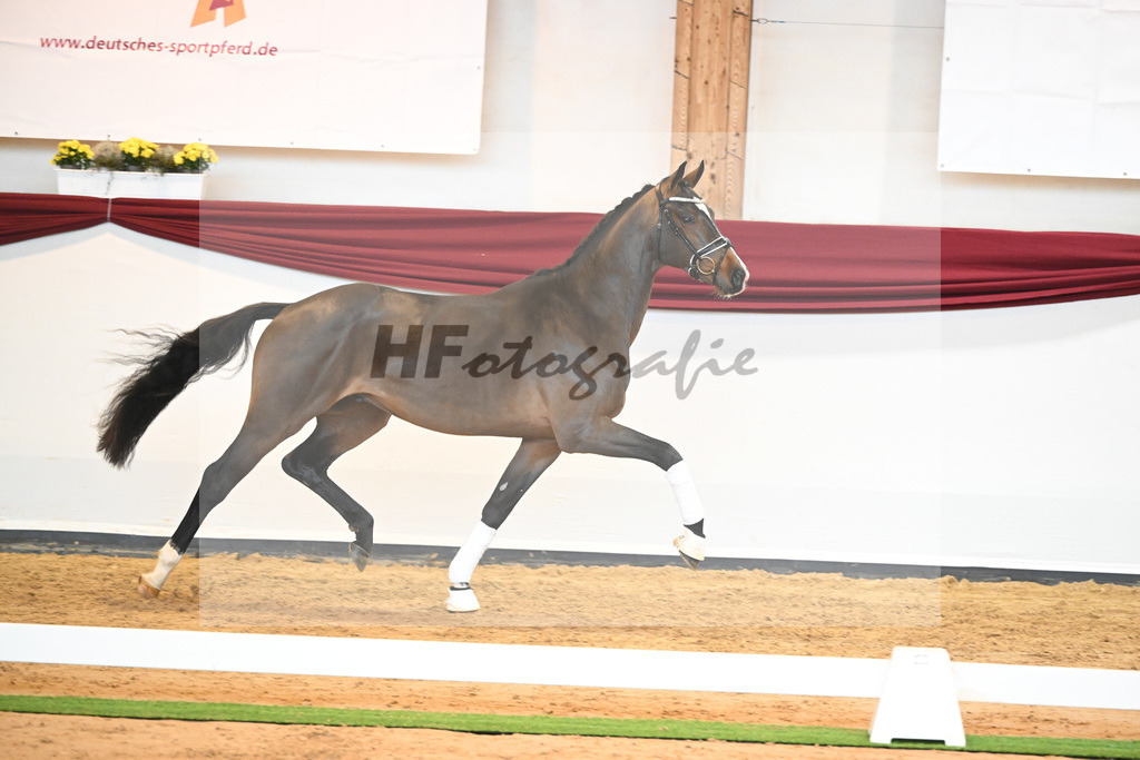 Kat-Nr. 61 v. Goldberg_Reglauer_66222028 | hf-fotografie - Realisiert mit Pictrs.com