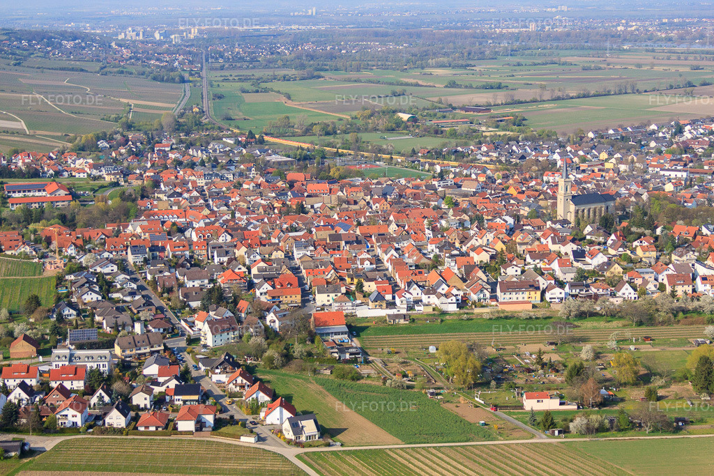 Luftbild: Kath. Kirche Sankt Alban in Bodenheim im Bundesland Rheinland-Pfalz in Deutschland. – Foto: IMG_49795.jpg vom 13.04.2012 durch Werner Riehm/FLY-FOTO.de – Auflösung des Originals: 4752 x 3168 px – Pfarrgruppe Bodenheim-Nackenheim Pfarrgruppe Bodenheim-Nackenheim