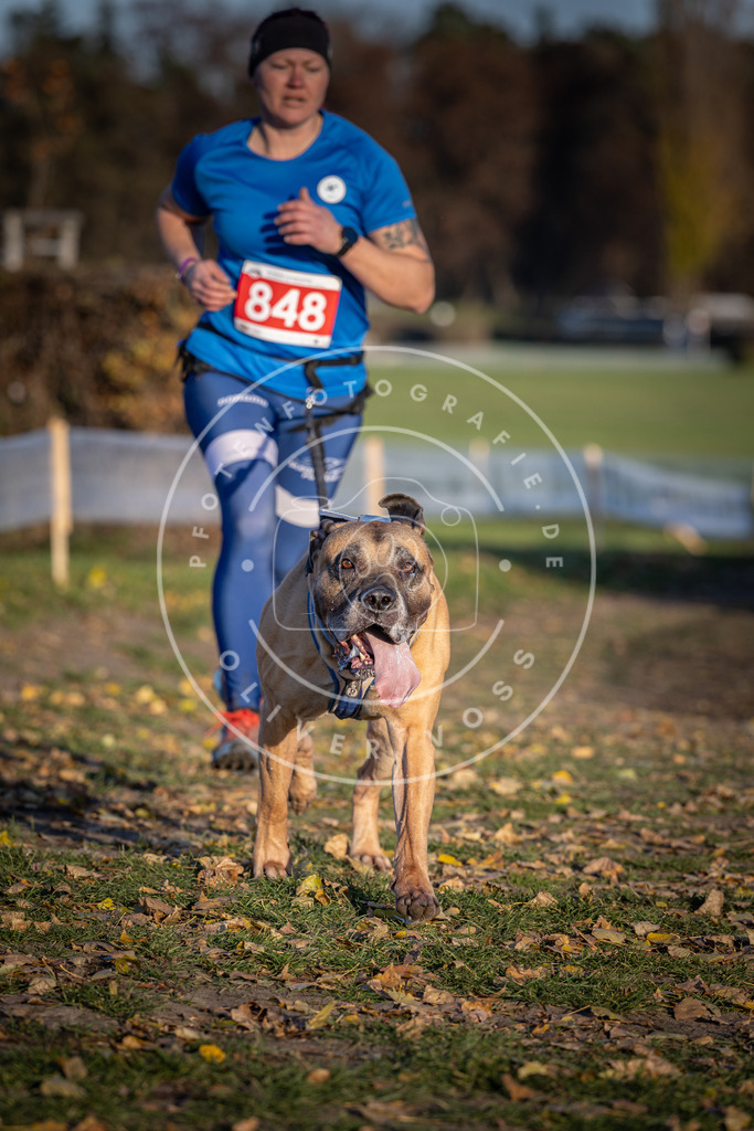 CaniXpix_DV3A3854 | Hundefotografie, Tierfotograf, Pfotenfotografie, Fotoshooting Hund, Hunde Portrait, Hundesport, Hundeportraits, Heideshooting, Hunde, Sportfotograf, Hundefotograf, Turnierhundsport, THS,  - Realisiert mit Pictrs.com