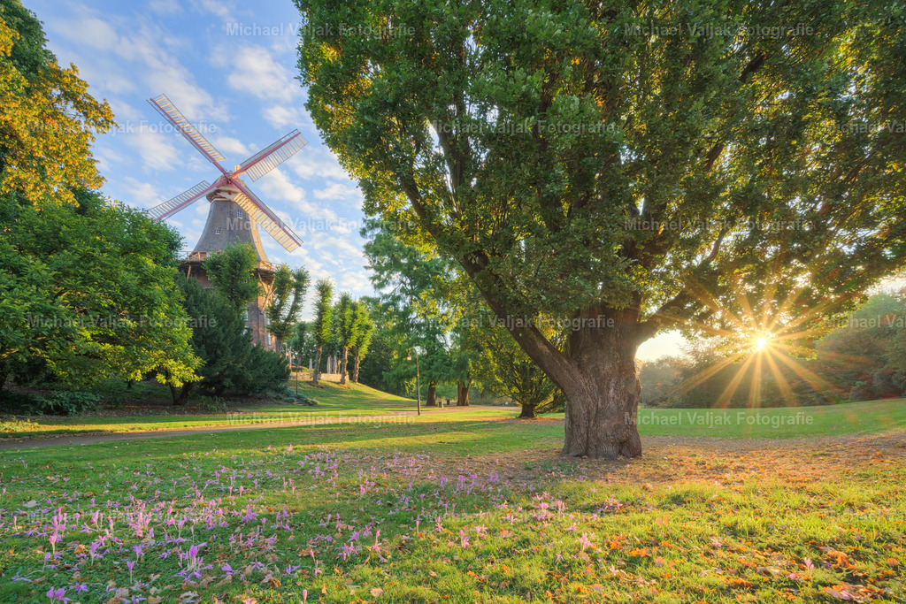 Mühle am Wall in Bremen | Die Mühle am Wall in Bremen bei Sonnenaufgang – ein klassisches Wahrzeichen der Stadt, das hier in besonderem Licht erscheint. Links im Bild steht die Windmühle, deren Flügel sich gegen den Himmel abzeichnen. Im Vordergrund der linken Bildhälfte blühen Herbstzeitlose, deren feine, violette Blüten einen stillen Kontrast zur Architektur setzen. Mittig dominiert ein alter Baum mit weit verzweigter Krone, dessen Struktur Tiefe und Ruhe ins Bild bringt. Rechts durchbricht die aufgehende Sonne das Blattwerk und erzeugt einen markanten Sonnenstern – ein natürlicher Lichtakzent, der die Komposition abrundet. Die Aufnahme verbindet historische Architektur, urbane Natur und das Spiel des Lichts zu einem stillen, kraftvollen Moment. - Realisiert mit Pictrs.com