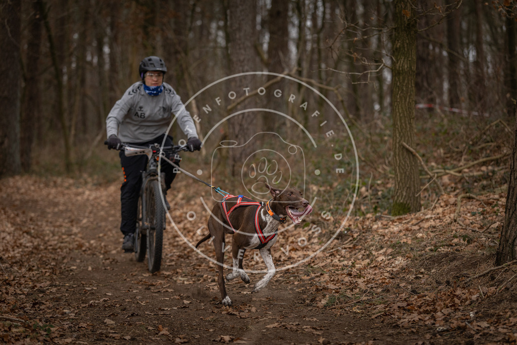 Pfotenfotografie_DV3A7095 | Hundefotografie, Tierfotograf, Pfotenfotografie, Fotoshooting Hund, Hunde Portrait, Hundesport, Hundeportraits, Heideshooting, Hunde, Sportfotograf, Hundefotograf, Turnierhundsport, THS,  - Realisiert mit Pictrs.com