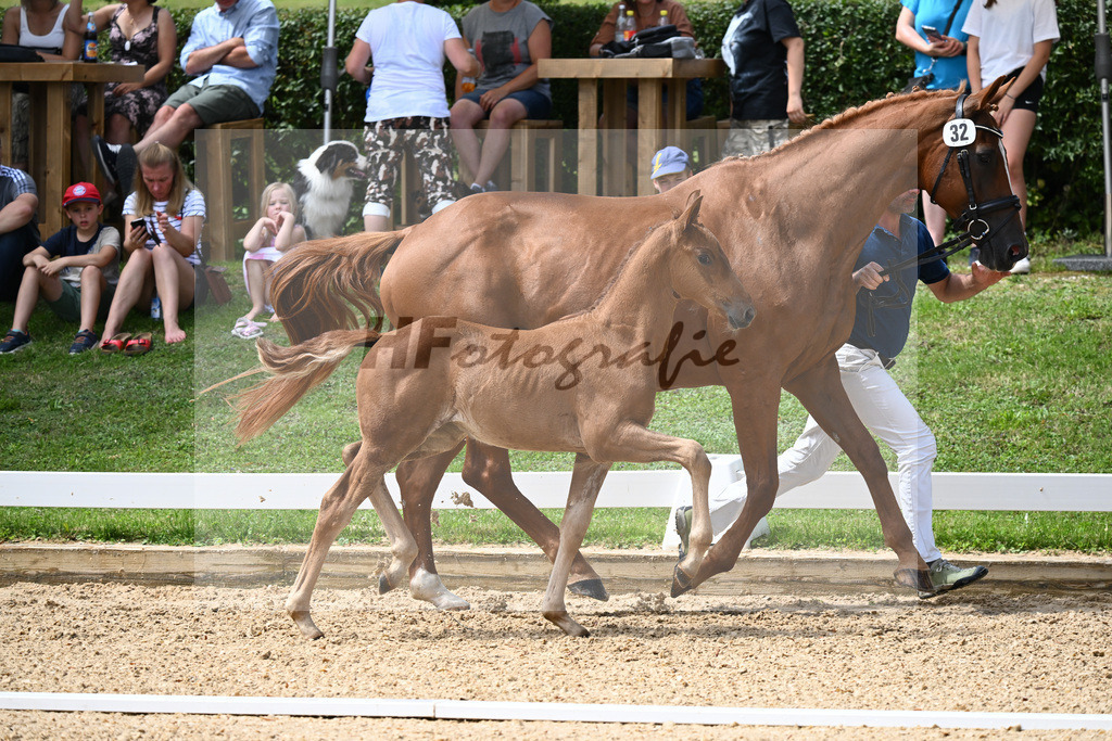 Kat-Nr. 32 SF DSP Va Bene x Diamantino_Brendauer-Fuchs_27230494 | hf-fotografie - Realisiert mit Pictrs.com