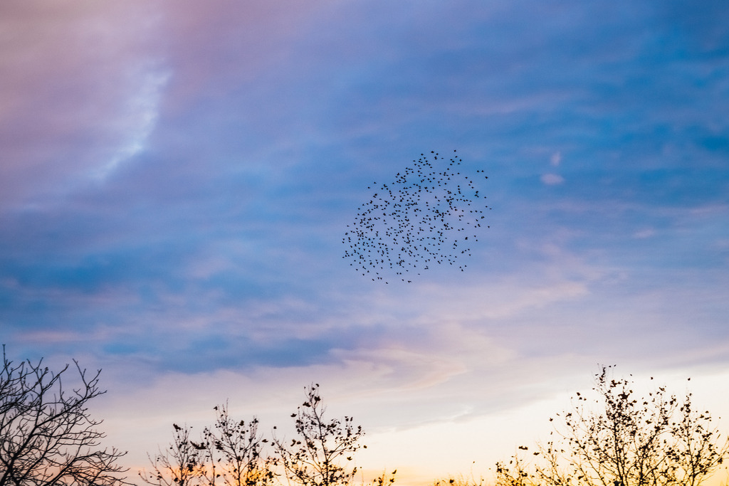 Vogelschwarm am Himmel | Online Shop für Christen: Christliche Poster XXL, Plakate, Wandbilder als Leinwand & christliche Postkarten, Kalender, Sticker & Lizenzen zum Download. Die Kunstwerke im christliche Geschenke Shop zeigen die Jahreslosung 2025, Gott, Jesus & mehr.