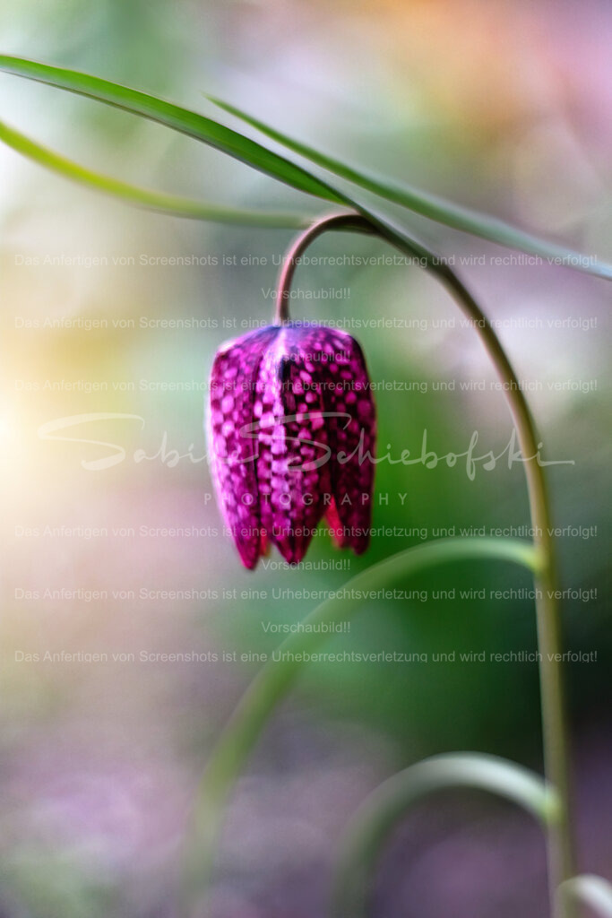 Schachbrettblume | Die zauberhafte Blüte einer Schachblume vor einem weichen, bunten Hintergrund - Realisiert mit Pictrs.com