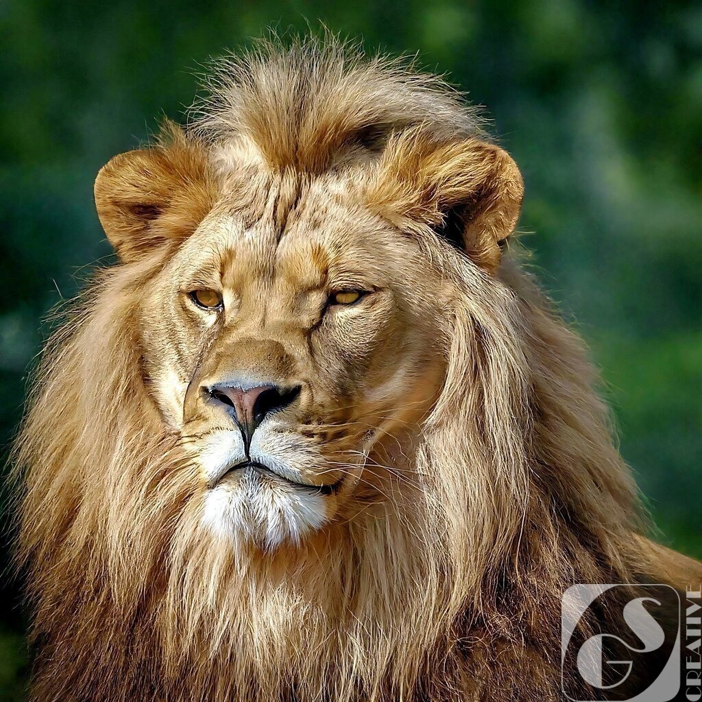 Lion 6 | Fotogeschenke aller Art, kostenlose Games und die schönsten KI-Bilder in 4K Qualität. Egal ob als Download, Leinwand, Kalender usw... Jetzt günstig bestellen!
 - Realisiert mit Pictrs.com