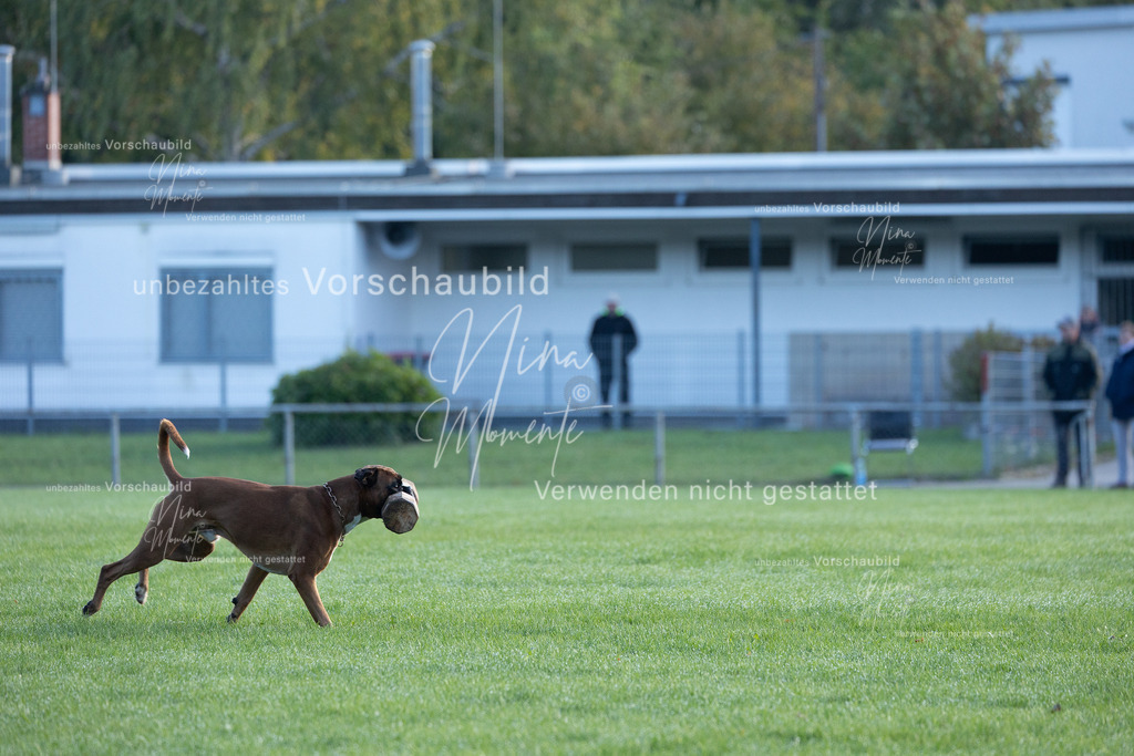 _16A6229 | Einzigartige Fotos von Hunden & Menschen –Actionfotos, Portraits, Vereinsaufnahmen & Paarshootings – authentisch, lebendig & mit Herz.